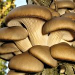 Pleurotus ostreatus