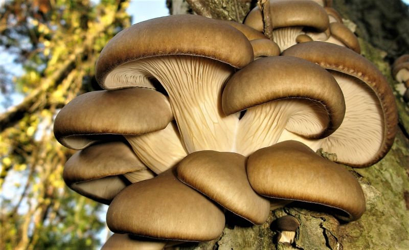 Pleurotus ostreatus