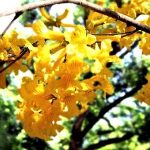 Tabebuia