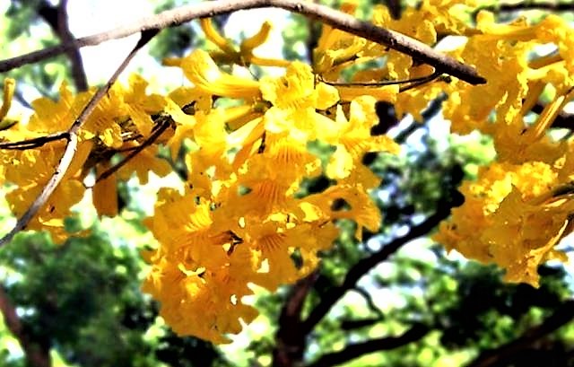 Tabebuia