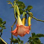 Brugmansia