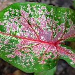 Caladium