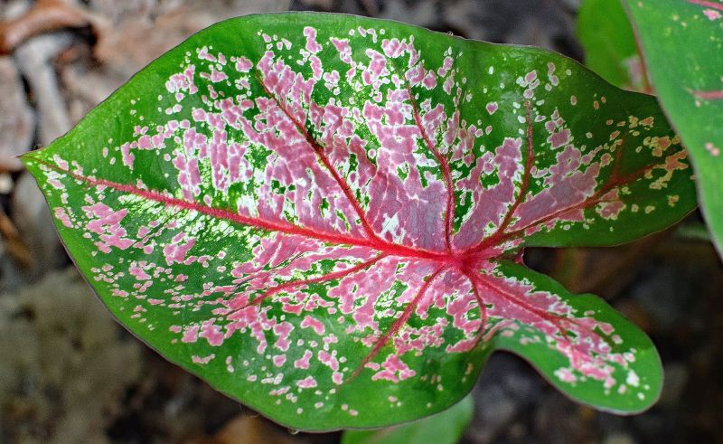 Caladium