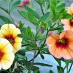 Calibrachoa