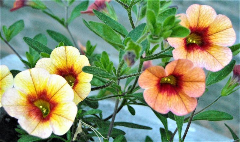 Calibrachoa Que Es Caracteristicas Cuidados Amenazas