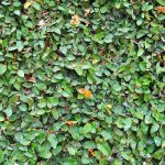 Ficus pumila