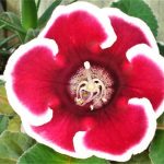 Gloxinia