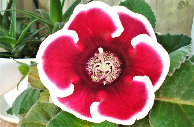 Gloxinia