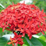 Ixora