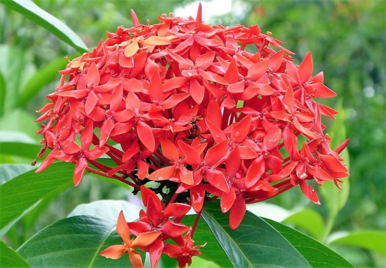 Ixora Qué es, características, reproducción, cuidados