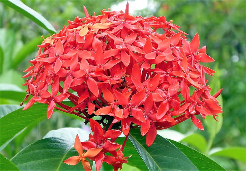 Ixora | Qué es, características, reproducción, cuidados, cultivo, plagas |  Planta