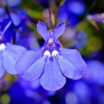 Lobelia