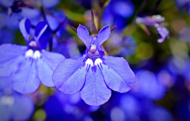 Lobelia