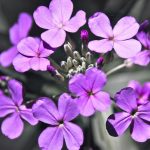 Lunaria