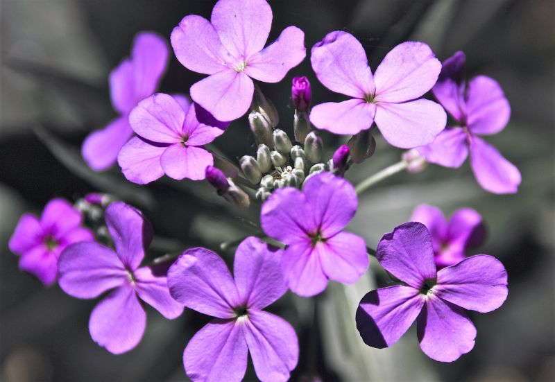 Lunaria