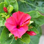 Mirabilis jalapa