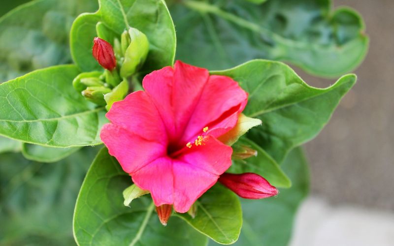 Mirabilis jalapa