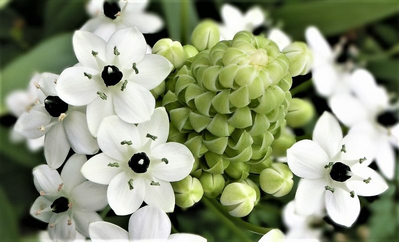 Ornithogalum