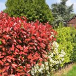 Photinia