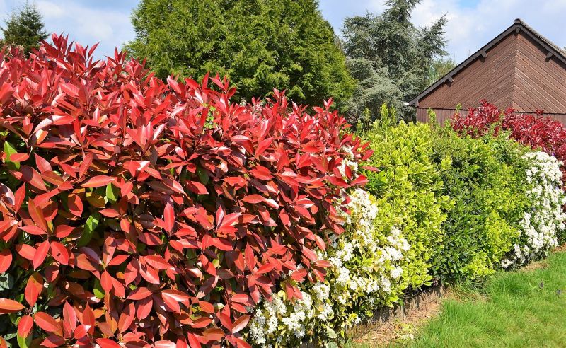 Photinia