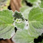 Plectranthus