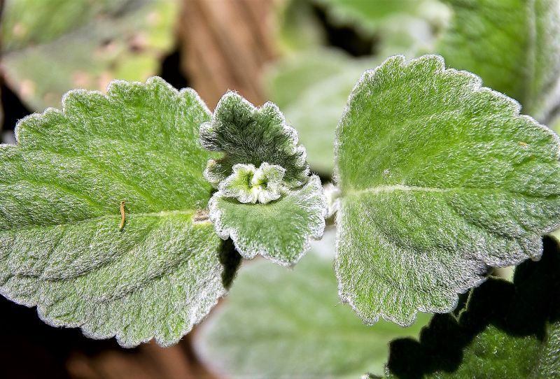 Plectranthus