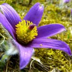 Pulsatilla