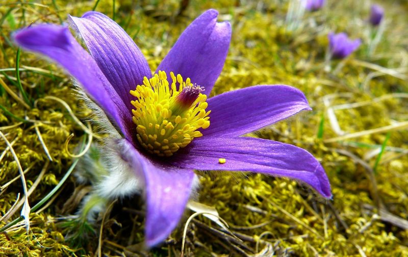 Pulsatilla