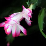 Rhipsalis