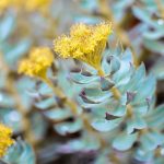 Rhodiola