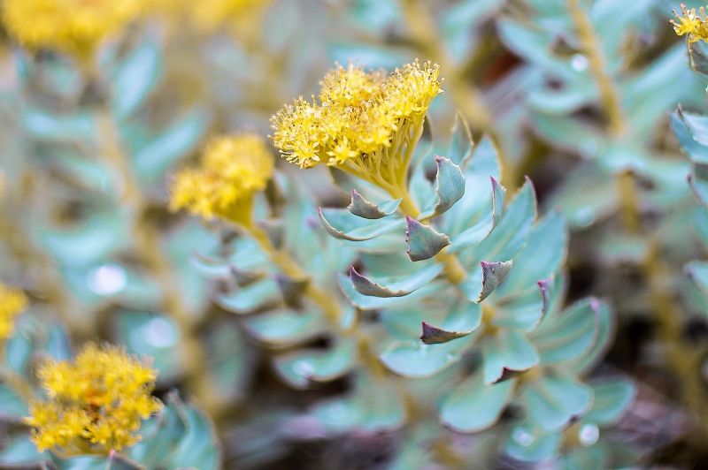 Rhodiola