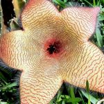 Stapelia