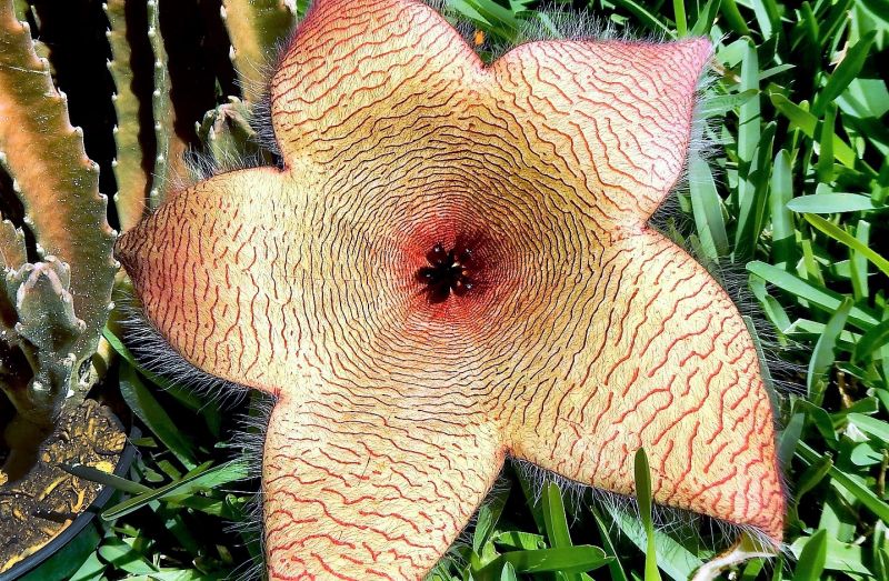 Stapelia | Qué es, características, cuidados, reproducción, usos,  polinización