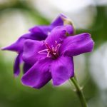 Tibouchina