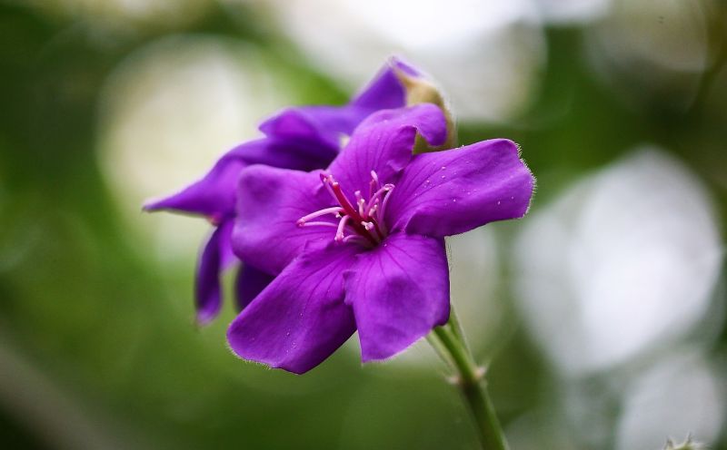 Tibouchina