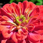 Zinnia