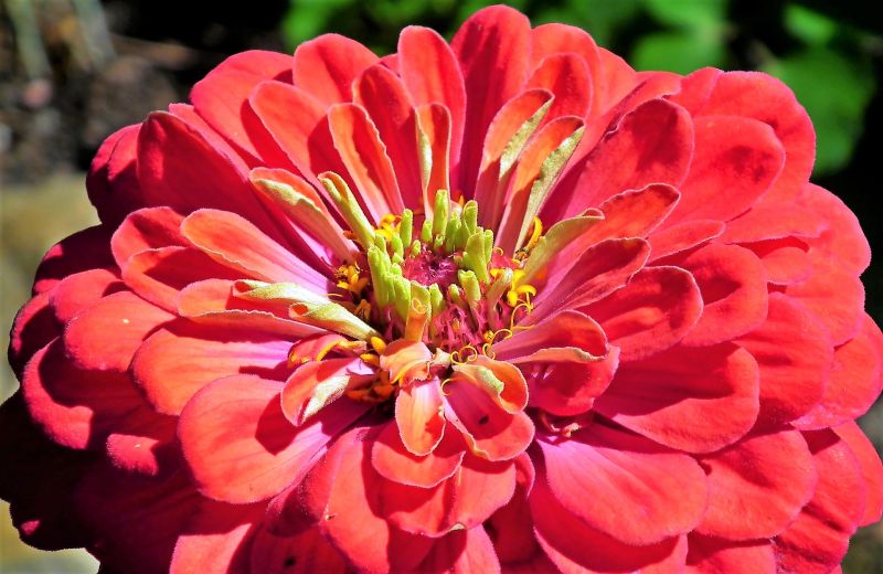 Zinnia