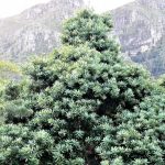 Podocarpus