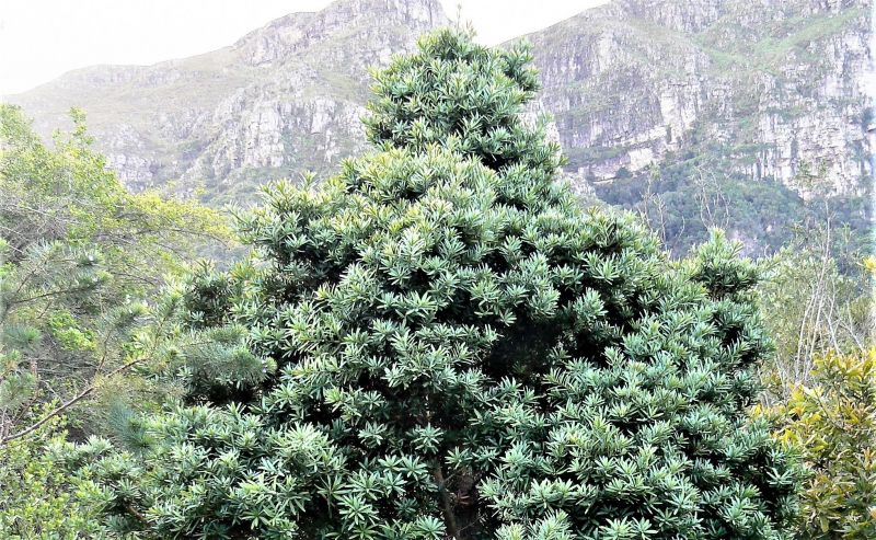 Podocarpus